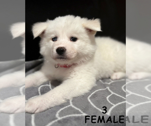 Akita-Siberian Husky Mix Puppy for Sale in LANCASTER, California USA