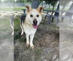 Small German Shepherd Dog