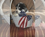 Small Photo #4 Alaskan Malamute Puppy For Sale in LAKEFIELD, MN, USA