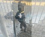 Small #5 American Pit Bull Terrier Mix