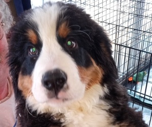 Bernese Mountain Dog Puppy for sale in KIRKVILLE, NY, USA