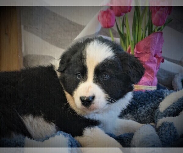 Medium Photo #4 Border Collie Puppy For Sale in LUBLIN, WI, USA
