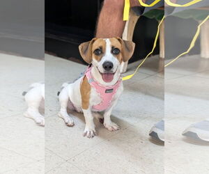 Jackshund Dogs for adoption in Oakhurst, NJ, USA