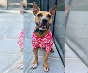 Mutt Dogs for adoption in Royse City, TX, USA