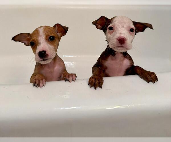 Medium Photo #3 Labrador Retriever-Unknown Mix Puppy For Sale in Plainfield, IL, USA