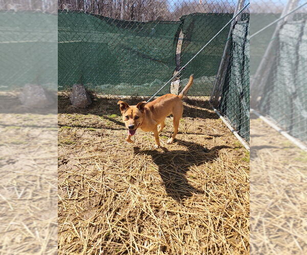 Medium Photo #3 American Pit Bull Terrier-Unknown Mix Puppy For Sale in Evansville, IN, USA