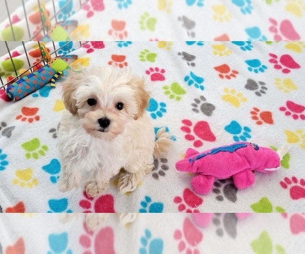Medium Photo #2 Maltese-Poodle (Toy) Mix Puppy For Sale in ORO VALLEY, AZ, USA