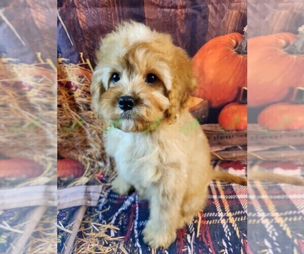 Medium Photo #2 Cavapoo Puppy For Sale in TECUMSEH, MI, USA