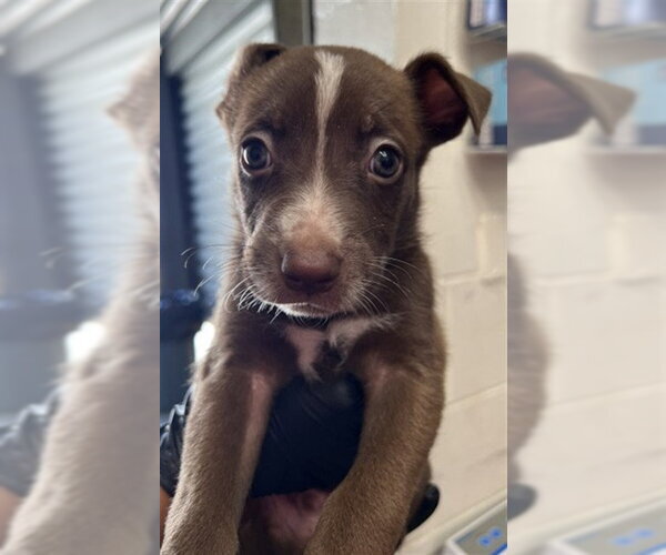 Medium Photo #1 Mutt Puppy For Sale in San Bernardino, CA, USA