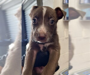 Mutt Dogs for adoption in San Bernardino, CA, USA