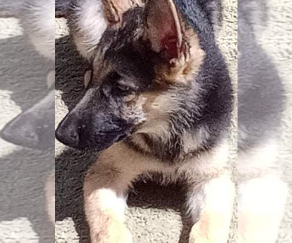 Medium Photo #5 German Shepherd Dog Puppy For Sale in FRANKLINVILLE, NY, USA