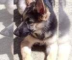 Small Photo #5 German Shepherd Dog Puppy For Sale in FRANKLINVILLE, NY, USA