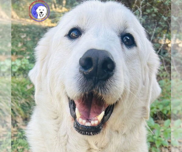 Medium Photo #1 Great Pyrenees Puppy For Sale in Spring, TX, USA