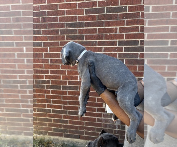 Medium Photo #2 Cane Corso Puppy For Sale in ALLEN, TX, USA
