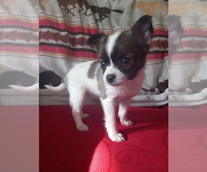 Chihuahua Puppy for sale in SULLIVAN, MO, USA
