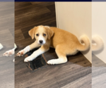 Small #3 Mutt