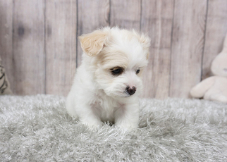 Maltipoo-Unknown Mix Puppy for sale in FULLERTON, CA, USA