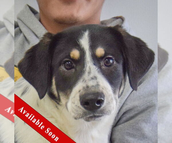 Medium Photo #1 Labrenees Puppy For Sale in Huntley, IL, USA