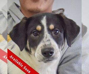 Labrenees Dogs for adoption in Huntley, IL, USA