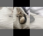 Small Photo #1 German Shepherd Dog-Siberian Husky Mix Puppy For Sale in ALSIP, IL, USA