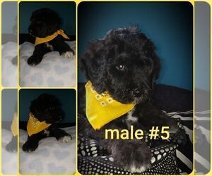 Labradoodle Puppy for sale in OTTAWA, OH, USA