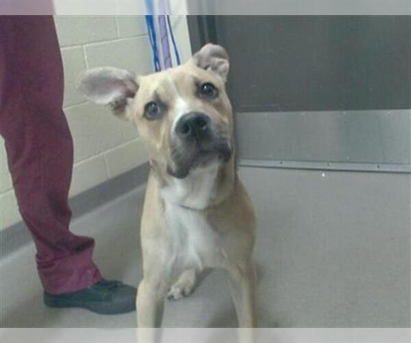 Medium Photo #1 American Pit Bull Terrier-Unknown Mix Puppy For Sale in Denver, CO, USA