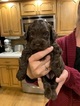 Small Photo #1 Miniature Labradoodle Puppy For Sale in CLAY, PA, USA