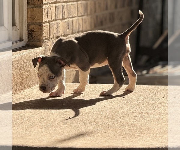 Medium Photo #1 American Bully Puppy For Sale in AURORA, CO, USA
