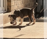 Image preview for Ad Listing. Nickname: Puppy 3