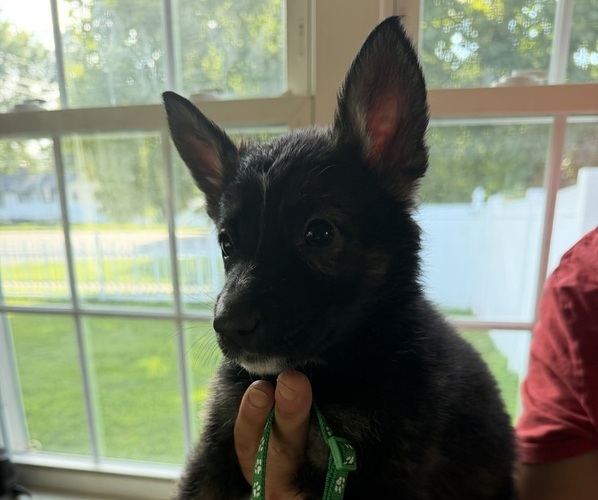 Medium Photo #1 German Shepherd Dog Puppy For Sale in AGAWAM, MA, USA