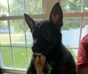Medium German Shepherd Dog