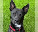 Small #2 Labrador Retriever Mix