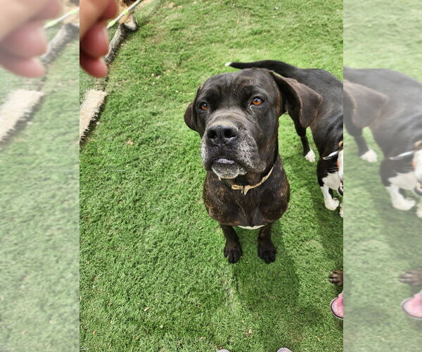 Medium Photo #7 Mutt Puppy For Sale in garner, NC, USA