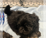 Small Photo #5 Shih Tzu Puppy For Sale in ROSEVILLE, OH, USA