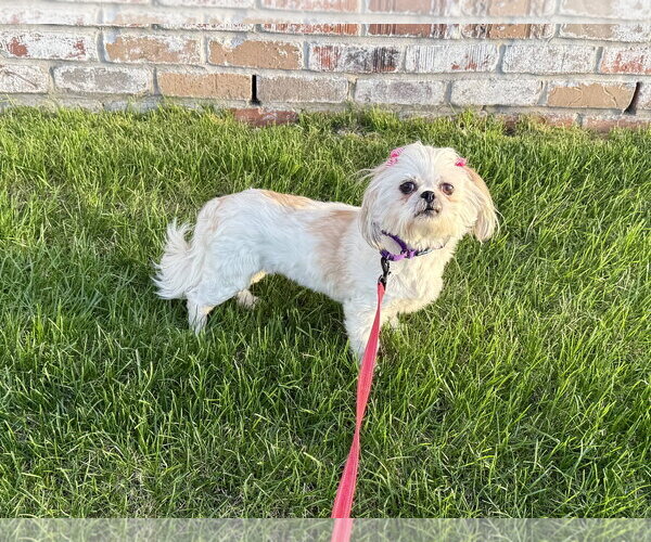 Medium Photo #2 Shih Tzu Puppy For Sale in Omaha, NE, USA