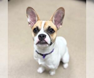 French Bulldog-Parson Russell Terrier Mix Dogs for adoption in Aurora, CO, USA