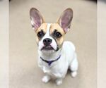 Small French Bulldog-Parson Russell Terrier Mix