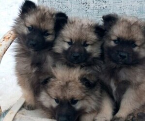 Keeshond Puppy for sale in POLO, MO, USA
