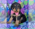 Small Photo #1 Rottle Puppy For Sale in KIRKWOOD, PA, USA