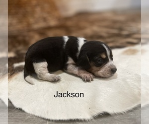 Beagle Puppy for sale in FORDLAND, MO, USA