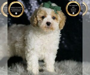 Maltipoo Puppy for sale in WARSAW, IN, USA