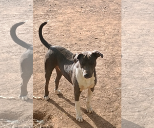 American Pit Bull Terrier-Unknown Mix Dogs for adoption in Bonifay, MO, USA