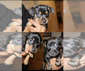 Doxie-Pin Puppy for sale in SAN JACINTO, CA, USA