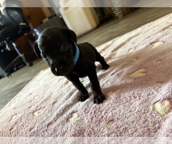 Medium Photo #9 Dutch Shepherd -Golden Retriever Mix Puppy For Sale in LAS VEGAS, NV, USA