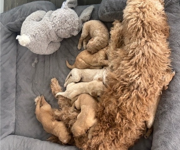 Medium Photo #12 Goldendoodle Puppy For Sale in PLATTEVILLE, CO, USA