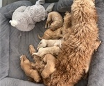 Small #11 Goldendoodle