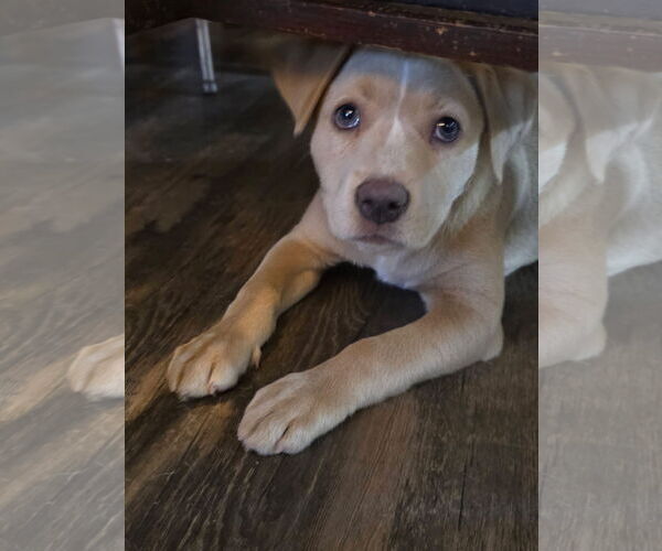 Medium Photo #2 Mutt Puppy For Sale in New London, WI, USA