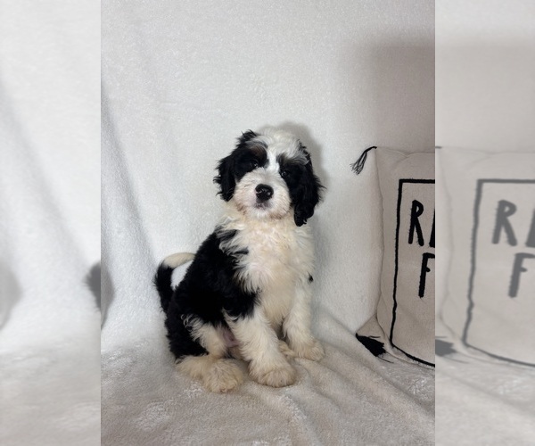 Medium Photo #5 Bernedoodle Puppy For Sale in GREENFIELD, IN, USA