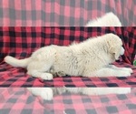 Small #1 Anatolian Shepherd