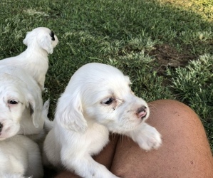English Setter Puppy for sale in TAYLORSVILLE, KY, USA